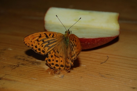 2011_08_camp_weilheim_086
